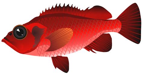 clipart red fish